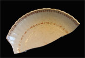 porcelain saucer